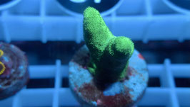 KORALLE 30 - PSAMMORA ULTRA GREEN BRANCHING