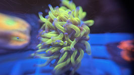 EUPHYLLIA BICOLOR
