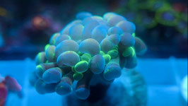 KORALLE 66 - BLOCHY splatter BALIENSIS