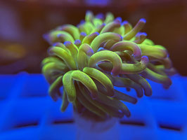 Koralle 53 - BICOLOR PARAANCORA