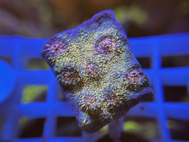 KORALLE 23 - CARNIVAL CHALICE - Jens Grimsehl