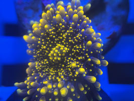 KORALLE 90 - Ultra orange ricordea - @MrMaure111 Mitglied (1 Monat) ​​