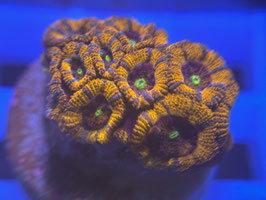 KORALLE 9 - RAINBOW MICORMUSSA - Drago's Reef Aquarium Mitglied (1 Jahr) ​​