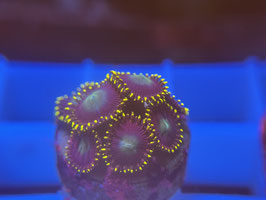 KORALLE 79 - SONIC ZOANTHUS - @karinkaiser4338 ​​