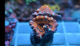 KORALLE 69 - AUSSIE ACAN