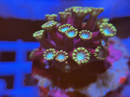 KORALLE 30 - ULTRA ALVEOPORA - Monique (Assassine) ​​