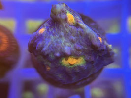 KORALLE 21 - AFTERBURNER CHALICE - rene mathee ​​