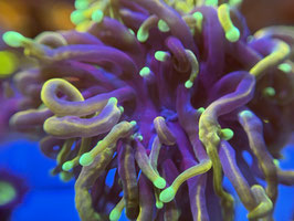 KORALLE 62 - DRAGON SOUL TORCH - Atze