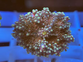 KORALLE 66 - RED RICORDEA YUMA - MaCity ​​