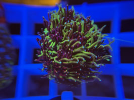 KORALLE 10 - SONIC HEADGEHOG GALAXEA - FREI ZUM KAUF