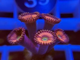 KORALLE 32 - DAISY DUKE ZOANTHUS