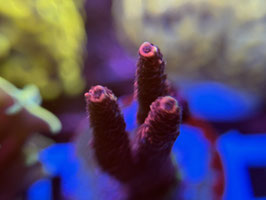 KORALLE 82 -  PINK ACROPORA MILLEPORA