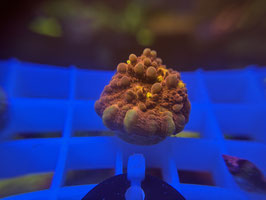 KORALLE 59 - BUBBLE CHALICE - @TheHasesmaus ​​