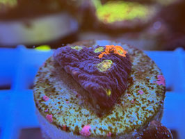 KORALLE 71 - BUGATTI CHALICE - FREI ZUM KAUF