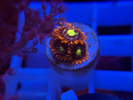 KORALLE 1 - FIREFLY ZOANTHUS - MaCity ​​