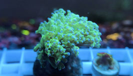 KORALLE 43 - yaeyamaensis ultra green