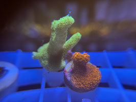 KORALLE 47 - DIGITATA COMBO - @Bettina-r8r ​​