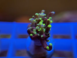 Koralle 20 - TOXIC SPLATTER PARAANCORA SMALL HEADs