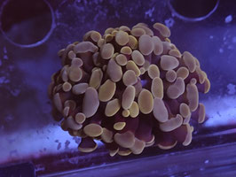 PINK/ COPPER PARAANCORA EUPHYLLIA - 2 HEADS