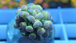 KORALLE 46 - PINK HOLOGRAM BALIENSIS