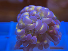 KORALLE 76 - BLOOCHY BLOSSOM PARAANCORA