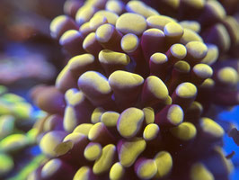 KORALLE 70 - GOLD / PURPLE PARAANCORA