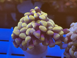 KORALLE 50 - PURPLE/ GOLD PARAANCORA  BIG HEAD