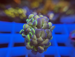 KORALLE 62 - TOXIC BALIENSIS BLOOCHY HAMMER