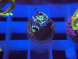 KORALLE 95 - multicolor acan - @ZockerHD-ef8ke ​  #3 ​
