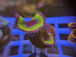 KORALLE 27 - PALYTHOA GRANDIS