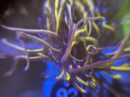 KORALLE 92 - euphyllia - @Philipp-qq3bt ​​