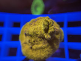 KORALLE 14 - PSAMMOCORA GOLD - FREI ZUM KAUF