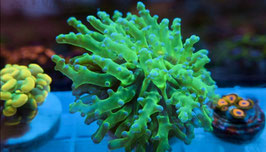 KORALLE 65 - ULTRA GREEN yaeyamaensis