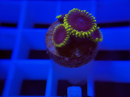 KORALLE 5 - JOKER ZOANTHUS - FREI ZUM KAUF