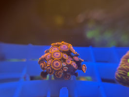 KORALLE 54  -  TWIZZLER ZOANTHUS - @Bettina-r8r ​​
