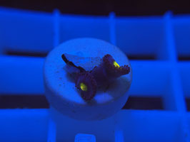 KORALLE 65 - AOI ZOANTHUS