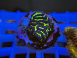 KORALLE 40 - ALIEN BRAIN PLATYGYRA