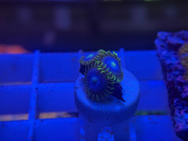 KORALLE 64 - BLUE SMURF ZOANTHUS
