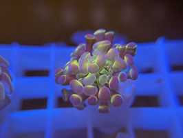 KORALLE 48 - HOLO PARAANCORA - Hai Dang Ngo ​​