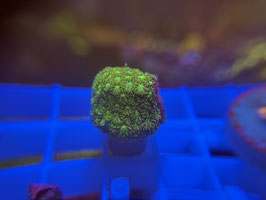 KORALLE 60 - GREEN LEPTASTREA - @Bettina-r8r ​​