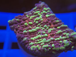 KORALLE 3 - ACID RAIN CHALICE - Jeah :D ​​