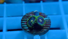 KORALLE 48 - ER1C5s ZOANTHUS