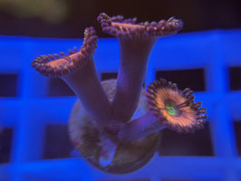 KORALLE 28 - DAISY DUKE ZOANTHUS - FREI ZUM KAUF