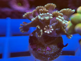 KORALLEN 81 - ULTRA ALVEOPORA - Sarah ​​