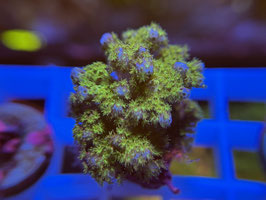 KORALLE 13 - Pocillopora damicornis gelbgrün