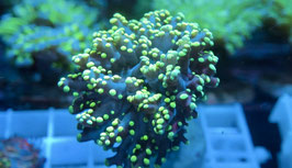 KORALLE 80 - EUPHYLLIA YAEYAMENSIS YELLOW