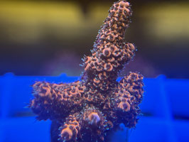 KORALLE 59 - ACROPORA MILLEPORA PINK -  max ​​