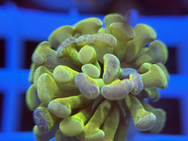 KORALLE 83 - ATOMIC BALIENSIS