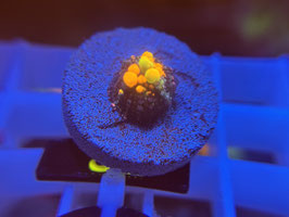 KORALLE 50 - WWC OG COUNCE MUSHROOM - FREI ZUM KAUF