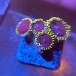 JOKER ZOANTHUS